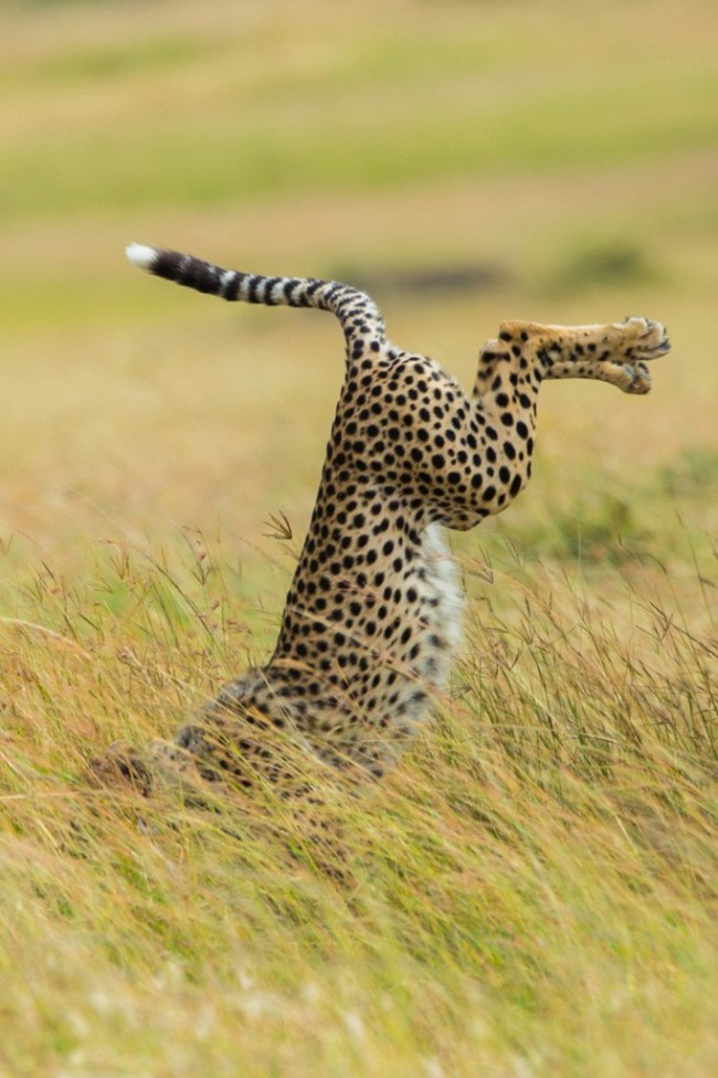 Funny animal photos cheetah