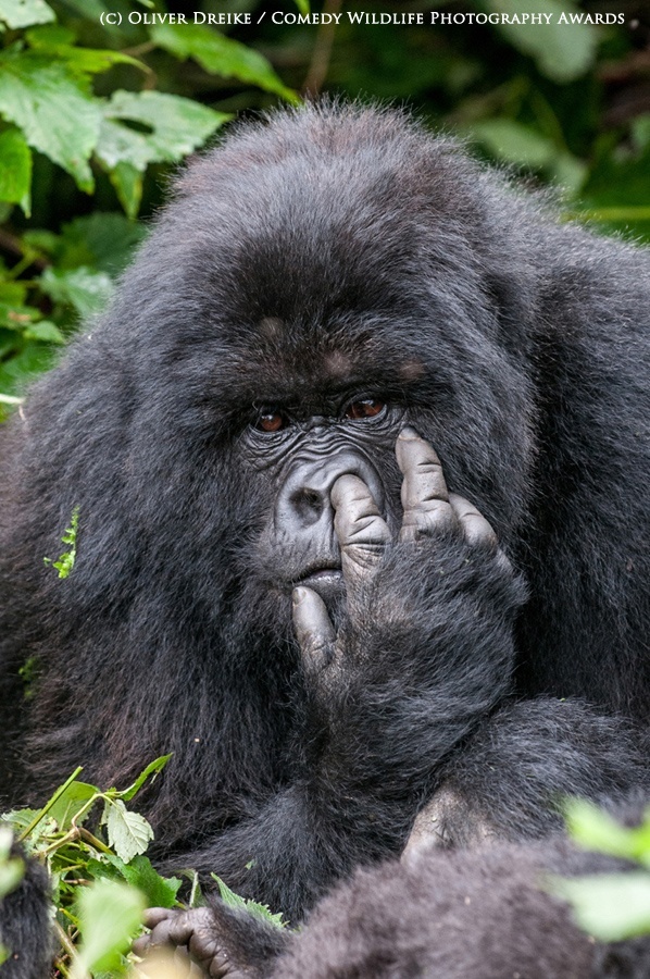 Funny animal photos gorilla