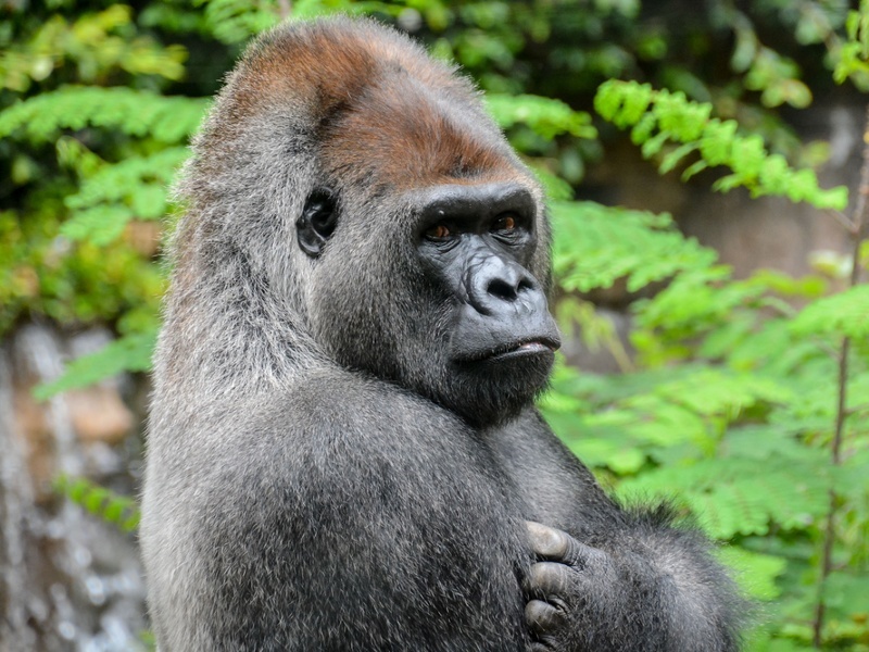 Shabani the handsome gorilla – the 2015 meme we went ape for