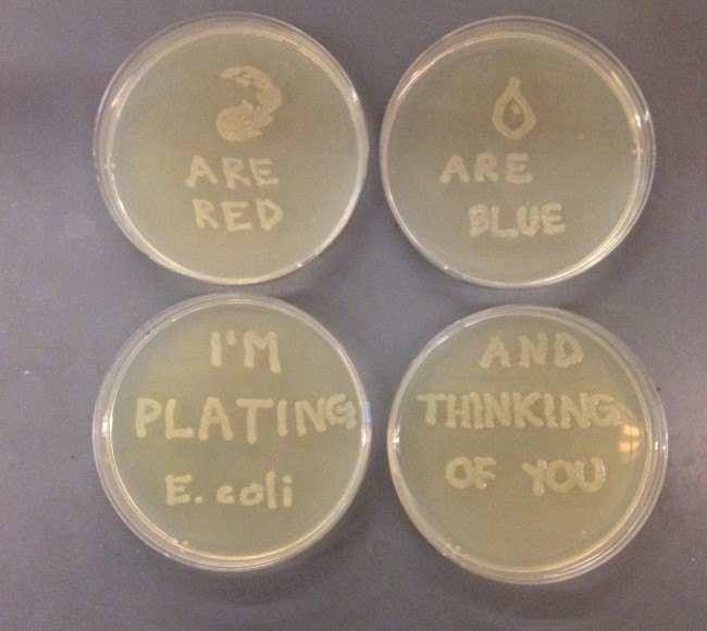 Microbiology love