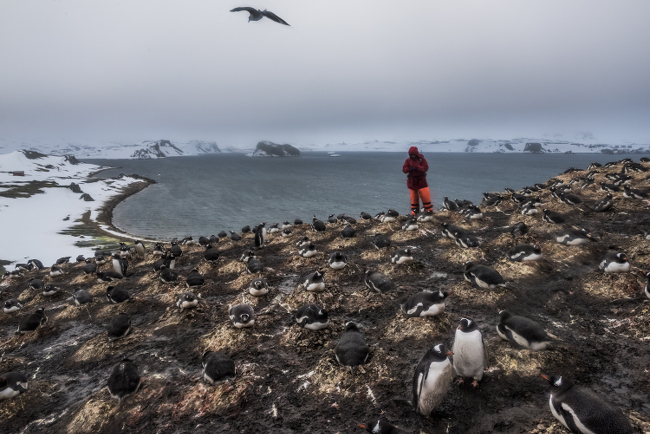 © Daniel Berehulak - An Antarctic Advantage 03