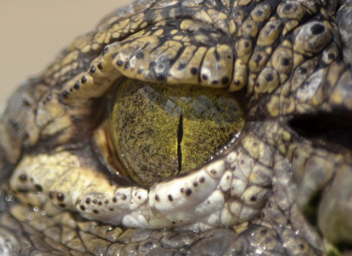 Crocodile eye