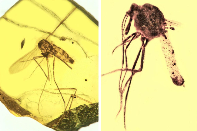 On the left is a 15- to 20-million-year-old mosquito Culex malariager, which was discovered in the Dominican Republic preserved in amber, and is infected with the malarial parasite Plasmodium dominicana. It's the oldest known fossil showing Plasmodium malaria, related to the type that today infects humans. On the right, however, is a biting midge five-times older, which shows numerous oocysts of the malarial parasite Paleohaemoproteusburmacis, evidence of the oldest ancestral strain of malaria ever discovered. Images via George Poinar Jr/Oregon State University