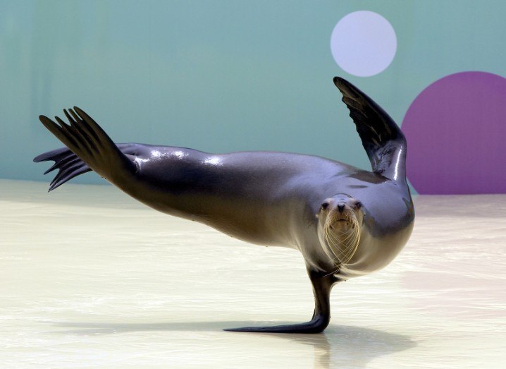 Seal gymnastics