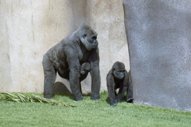 Jim (on the right), whose Y chromosome was sequenced, together with Dolly, his mother, and Binti, his sister, via San Diego Zoo Global