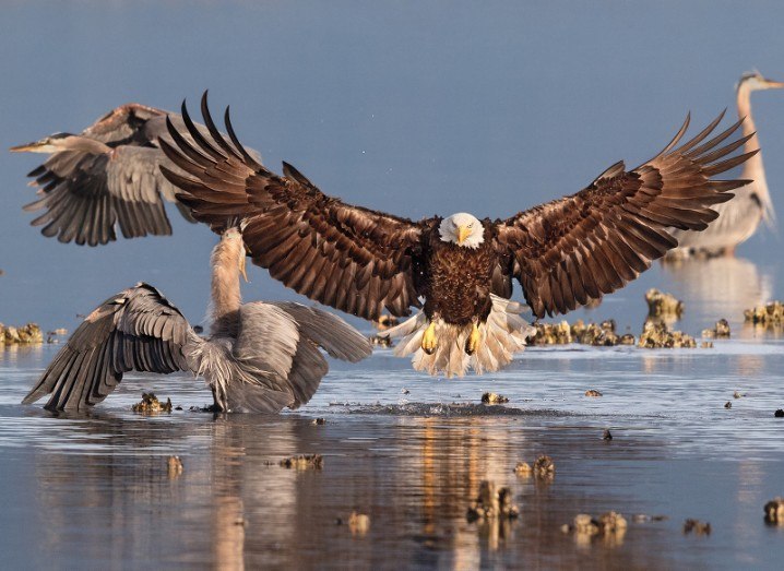Bird images – Grand Prize Winner – Bald Eagle and Great Blue Heron, pictured at Seabeck in Washington. Credit to: Bonnie Block/Audubon Photography Awards.