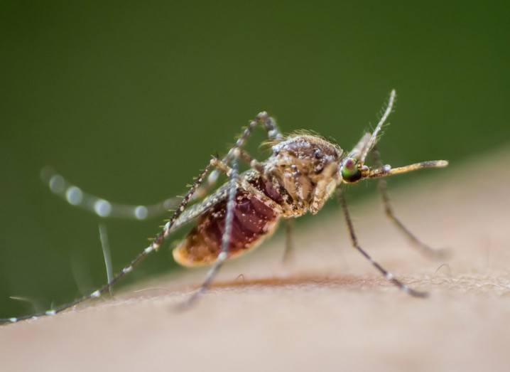 Zika virus: mosquito