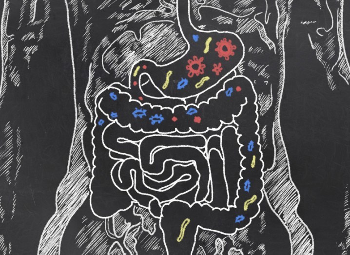 gut bacteria and myelination