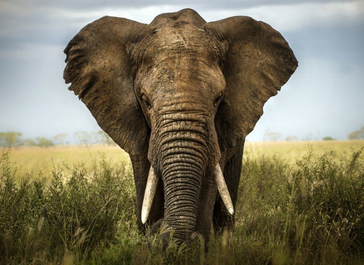 Earth Day: elephant