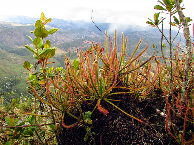 Drosera magnifica: group of plants, via Paulo M. Gonella