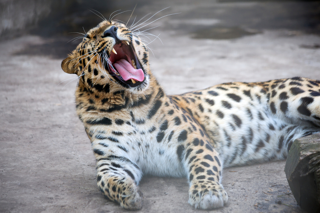 Amur Leopard (Panthera pardus orientalis) critically endangered, via Shutterstock Endangered Species