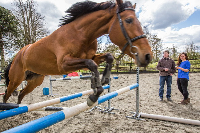 Beyoncé horse