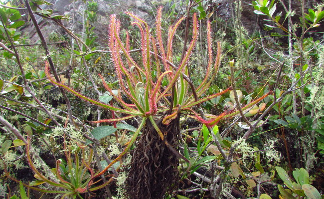 The new-found Drosera magnifica, via Wikimedia Commons | How many plants are there in the world?