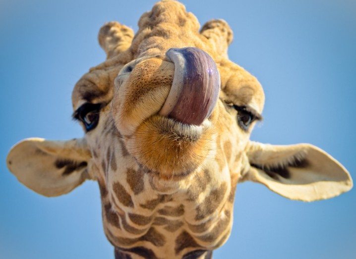 Giraffe evolution