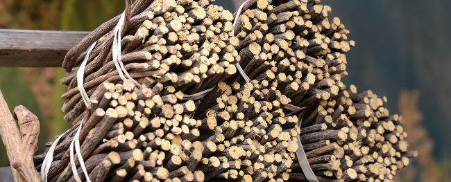Licorice roots on the way to in Italy, via Shutterstock | How many plants are there in the world?