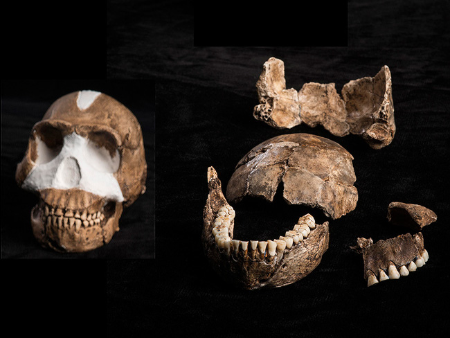 Homo naledi, via John Hawks, Wits University