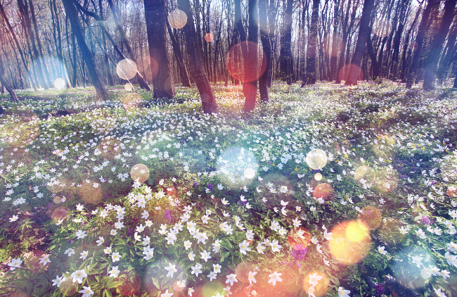 Snowdrop anemone in the forest, via Shutterstock | How many plants are there in the world?