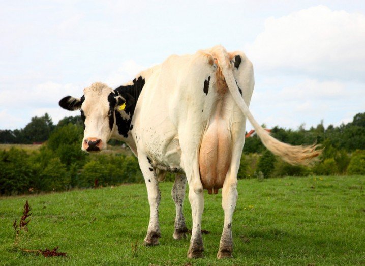 Antibiotics cows
