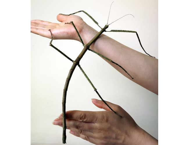 The new stick insect discovery, via Xinhua World’s longest insect