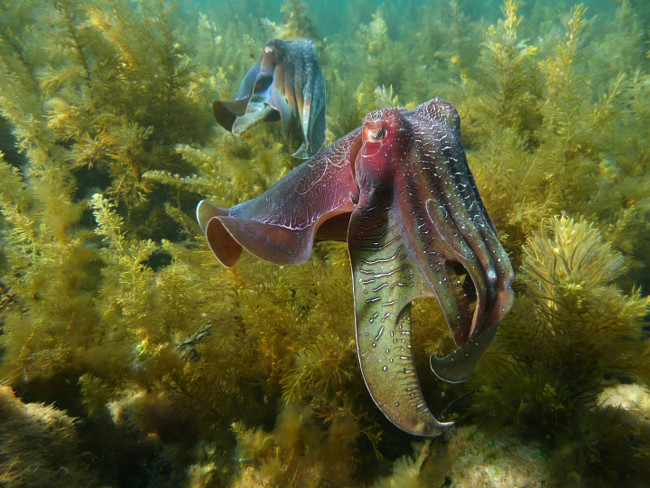 Giant Australian cuttlefish (Sepia apama), Spencer Gulf, South Australia, via David Wiltshire