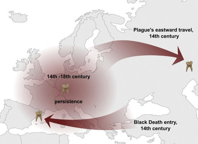 The paper suggests a connection between the Black Death and the modern-day plague pandemic as well as the persistence of plague in Europe between the 14th and 18th centuries, via Spyrou et al./Cell Host & Microbe 2016