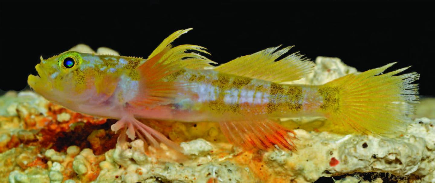 A live male specimen of the new Godzilla goby fish (holotype), via Barry Brown