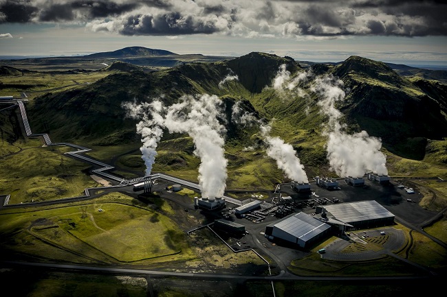 Iceland plant