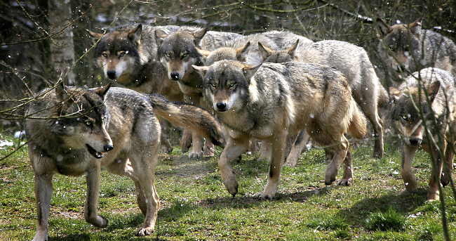 Wolves dogs