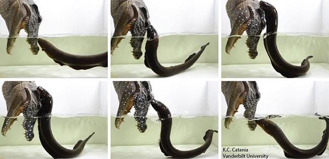 Sequence shows electric eel attacking a model of an alligator head fitted with LEDs that the eel's electric impulses light up, via Kenneth Catania, Vanderbilt University