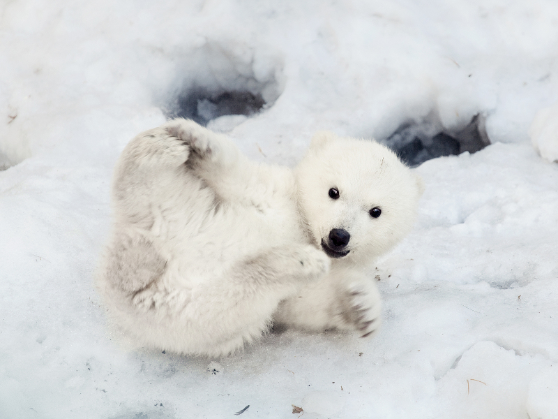 Watch: Take a VR tour of the Arctic with an inquisitive polar bear cub