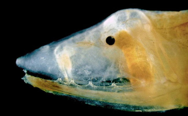 Deep-sea one-jawed eel is shown with a venomous fang on the roof of the mouth, W. Leo Smith