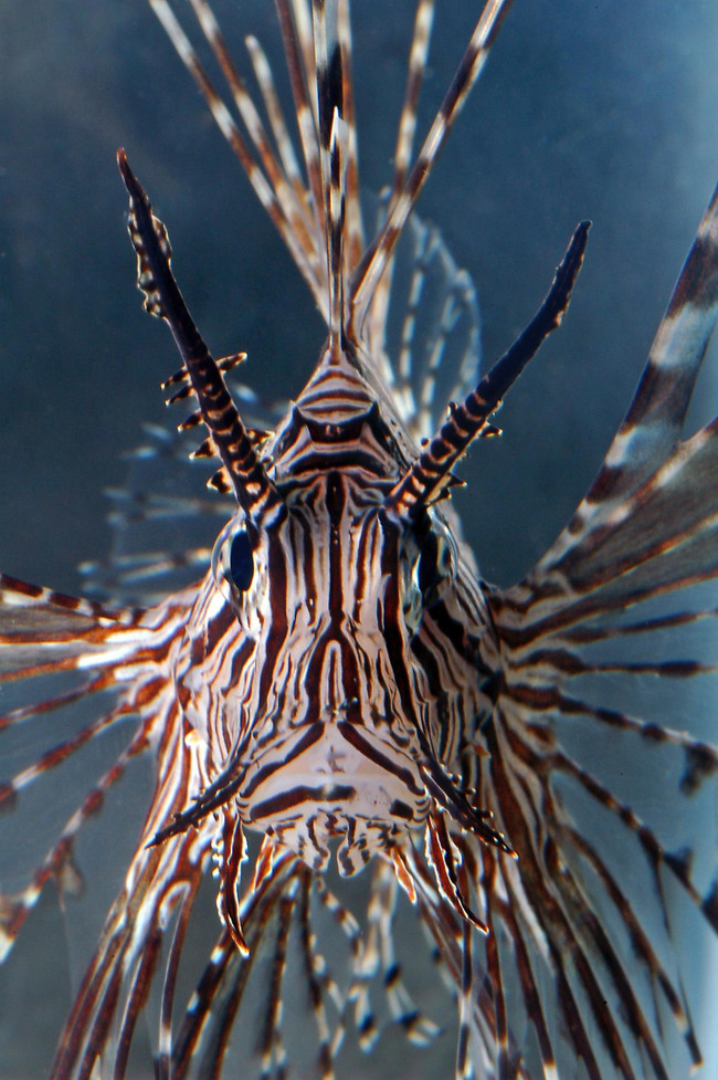 This is the last thing many fishes see, a head-on view of a Venomous Devil Firefish, via W. Leo Smith
