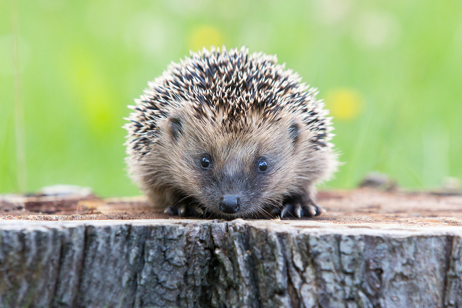 Dream job: Hedgehog officer