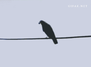 Crow solve 1