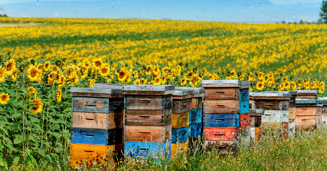 Bees box