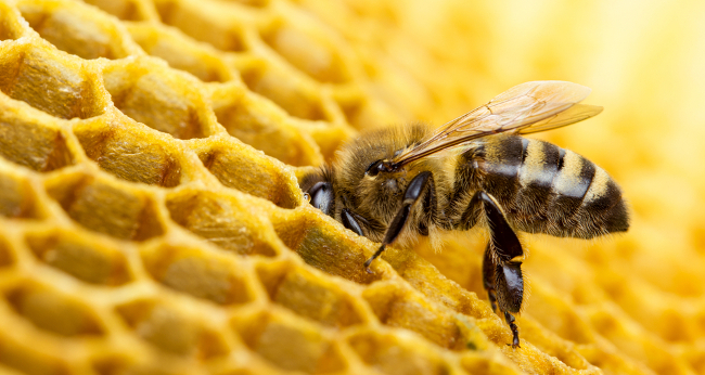 Bees honeycomb