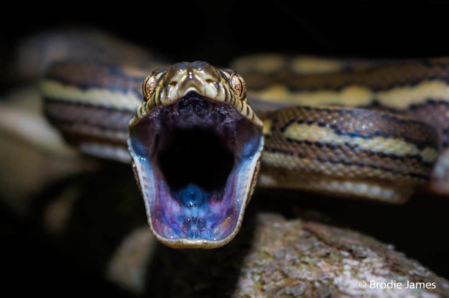 Finalist: ‘Tiny temper’ – Coastal carpet python, by Brodie James
