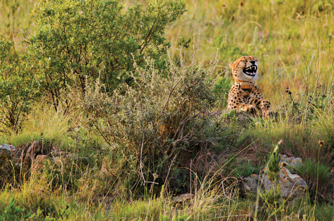 A comedic photo of a cheetah appearing to find something hilarious. Comedy Wildlife Photo Awards 2016 image via Dutton Robert/Barcroft Images