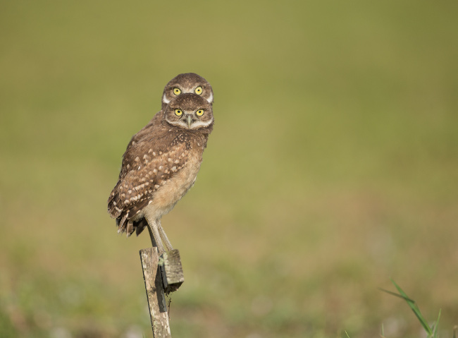 Burrowing Owlets quite pleased with themselves for flying up to a low perch and for a split second the owlet to the rear was directly behind the one in front. Comedy Wildlife Photo Awards 2016 image via Barb D'Arpino/Barcroft Images