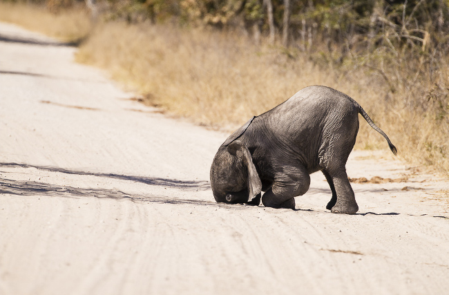 A baby elephant face-plants the ground. Comedy Wildlife Photo Awards 2016 via Markus Pavlowsky / Barcroft Images