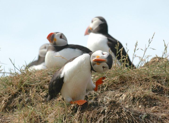 A puffin has some fun on Farne Island. Comedy Wildlife Photo Awards 2016 via Mary Swaby / Barcroft Images