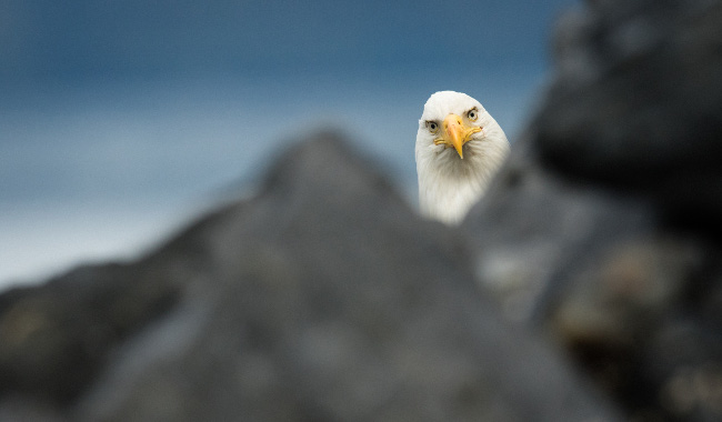 An inquisitive bald eagle in Alaska. Comedy Wildlife Photo Awards 2016 via Will Saunders / Barcroft Images