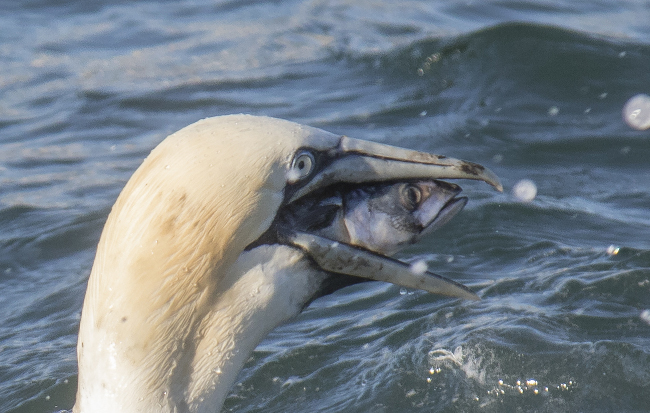 Gannet finding fishing difficult in England. Comedy Wildlife Photo Awards 2016 via Chrys Mellor / Barcroft Images