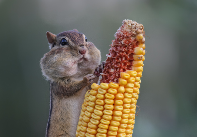 Eastern Chipmunk stuffing her cheeks with corn until they looked ready to pop at Wasaga Beach. Comedy Wildlife Photo Awards 2016 via Barb D'Arpino / Barcroft Images