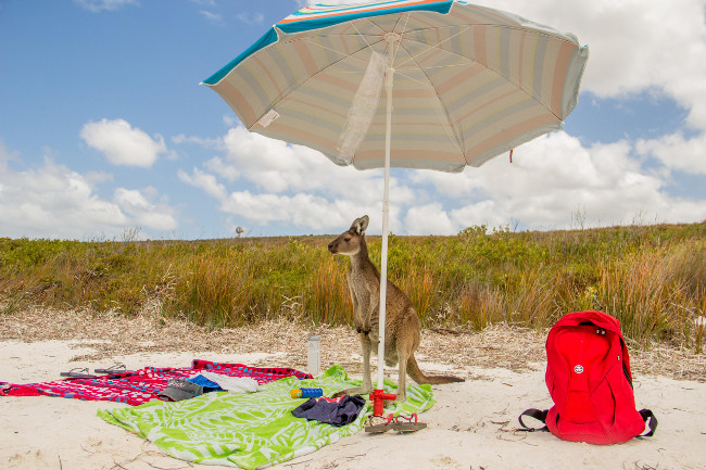 A regular beach day for a kangaroo. Comedy Wildlife Photo Awards 2016 via Rosario Losano Cordoba / Barcroft Images