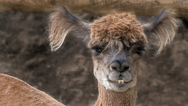 Alpaca with bad hair and goofy teeth. Comedy Wildlife Photo Awards 2016 via Richard Gibson / Barcroft Images.
