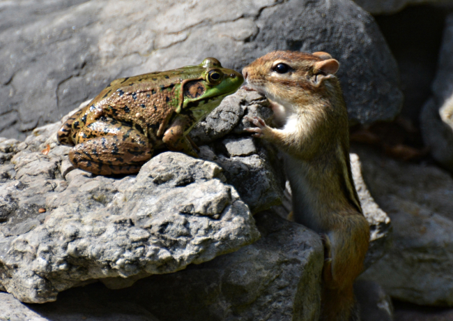 A frog and chipmunk share a romantic kiss. Comedy Wildlife Photo Awards 2016 via Isabelle Marozzo / Barcroft Images