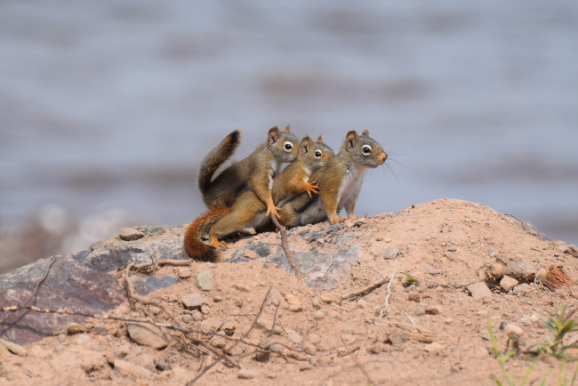 Cute family of squirrels pictured on a family outing. Comedy Wildlife Photo Awards 2016 via Yvette Richard / Barcroft Images