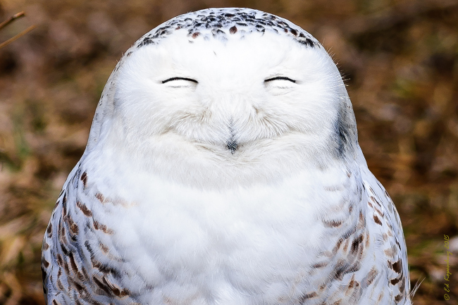 One very content snowy owl. Comedy Wildlife Photo Awards 2016 via Edward Kopeschn / Barcroft Images