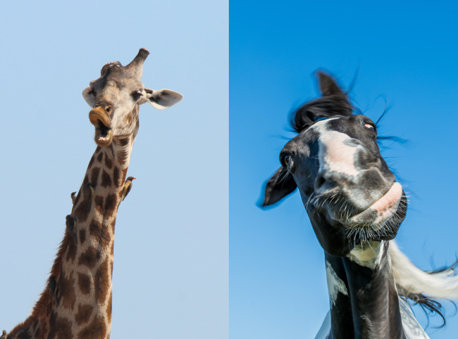 Giraffe with unusual physical features, coping well at the waterhole, but looking very comical. Comedy Wildlife Photo Awards 2016 via Monika Carrie / Barcroft Images. Shooting the head-shaking horse with a high shutter speed. Comedy Wildlife Photo Awards 2016 via Alexander Pfeiffer / Barcroft Images